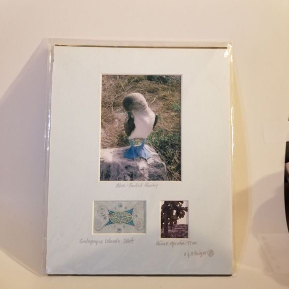 S.J. Staiger signed Blue footed Booby bird photo Galapagos - Picture 2 of 7